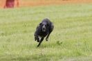 Image 1 in B S F A  MAY  2012  DEERHOUNDS