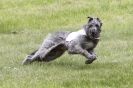 Image 10 in B S F A MAY 2012 DEERHOUNDS