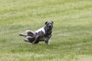 Image 11 in B S F A  MAY  2012  DEERHOUNDS