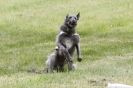 Image 13 in B S F A MAY 2012 DEERHOUNDS
