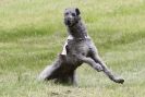 Image 14 in B S F A MAY 2012 DEERHOUNDS