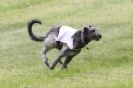 Image 15 in B S F A MAY 2012 DEERHOUNDS