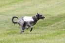 Image 16 in B S F A MAY 2012 DEERHOUNDS