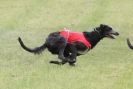Image 18 in B S F A MAY 2012 DEERHOUNDS