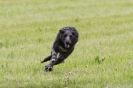 Image 2 in B S F A  MAY  2012  DEERHOUNDS