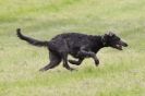 Image 3 in B S F A MAY 2012 DEERHOUNDS