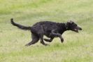 Image 3 in B S F A  MAY  2012  DEERHOUNDS