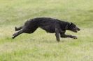 Image 4 in B S F A  MAY  2012  DEERHOUNDS