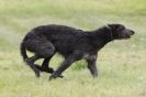 Image 5 in B S F A  MAY  2012  DEERHOUNDS