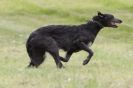 Image 7 in B S F A  MAY  2012  DEERHOUNDS