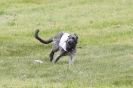 Image 8 in B S F A  MAY  2012  DEERHOUNDS