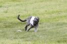 Image 8 in B S F A MAY 2012 DEERHOUNDS