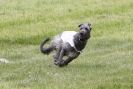 Image 9 in B S F A MAY 2012 DEERHOUNDS