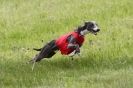 Image 5 in BSFA MAY 2012 WHIPPETS