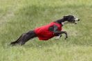 Image 9 in BSFA MAY 2012 WHIPPETS
