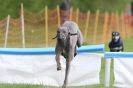 Image 10 in SUSSEX LONGDOGS ( SOME HURDLING ) 6 MAY 2012.