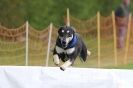 Image 12 in SUSSEX LONGDOGS ( SOME HURDLING ) 6 MAY 2012.