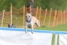 Image 16 in SUSSEX LONGDOGS ( SOME HURDLING ) 6 MAY 2012.