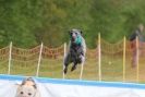 Image 17 in SUSSEX LONGDOGS ( SOME HURDLING ) 6 MAY 2012.
