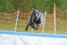 Image 19 in SUSSEX LONGDOGS ( SOME HURDLING ) 6 MAY 2012.