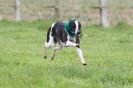 Image 20 in SUSSEX LONGDOGS ( SOME HURDLING ) 6 MAY 2012.