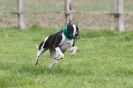 Image 21 in SUSSEX LONGDOGS ( SOME HURDLING ) 6 MAY 2012.