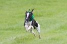 Image 22 in SUSSEX LONGDOGS ( SOME HURDLING ) 6 MAY 2012.