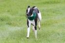 Image 25 in SUSSEX LONGDOGS ( SOME HURDLING ) 6 MAY 2012.