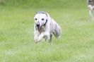 Image 26 in SUSSEX LONGDOGS ( SOME HURDLING ) 6 MAY 2012.