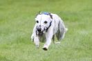 Image 27 in SUSSEX LONGDOGS ( SOME HURDLING ) 6 MAY 2012.