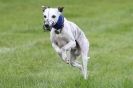 Image 28 in SUSSEX LONGDOGS ( SOME HURDLING ) 6 MAY 2012.