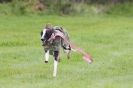 Image 30 in SUSSEX LONGDOGS ( SOME HURDLING ) 6 MAY 2012.