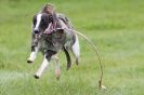 Image 31 in SUSSEX LONGDOGS ( SOME HURDLING ) 6 MAY 2012.