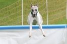 Image 32 in SUSSEX LONGDOGS ( SOME HURDLING ) 6 MAY 2012.