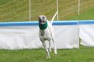 Image 34 in SUSSEX LONGDOGS ( SOME HURDLING ) 6 MAY 2012.