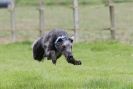 Image 36 in SUSSEX LONGDOGS ( SOME HURDLING ) 6 MAY 2012.