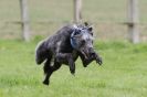 Image 37 in SUSSEX LONGDOGS ( SOME HURDLING ) 6 MAY 2012.