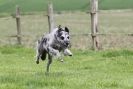Image 38 in SUSSEX LONGDOGS ( SOME HURDLING ) 6 MAY 2012.