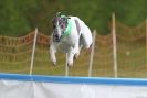 Image 4 in SUSSEX LONGDOGS ( SOME HURDLING ) 6 MAY 2012.