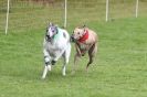 Image 40 in SUSSEX LONGDOGS ( SOME HURDLING ) 6 MAY 2012.