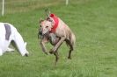 Image 42 in SUSSEX LONGDOGS ( SOME HURDLING ) 6 MAY 2012.