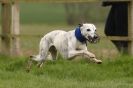 Image 47 in SUSSEX LONGDOGS ( SOME HURDLING ) 6 MAY 2012.