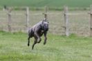 Image 48 in SUSSEX LONGDOGS ( SOME HURDLING ) 6 MAY 2012.