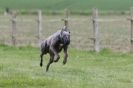 Image 48 in SUSSEX  LONGDOGS ( SOME  HURDLING )  6  MAY  2012.