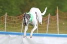 Image 5 in SUSSEX LONGDOGS ( SOME HURDLING ) 6 MAY 2012.