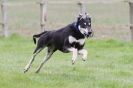 Image 51 in SUSSEX LONGDOGS ( SOME HURDLING ) 6 MAY 2012.