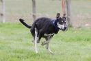 Image 52 in SUSSEX LONGDOGS ( SOME HURDLING ) 6 MAY 2012.