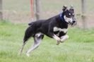 Image 53 in SUSSEX LONGDOGS ( SOME HURDLING ) 6 MAY 2012.