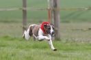 Image 56 in SUSSEX  LONGDOGS ( SOME  HURDLING )  6  MAY  2012.