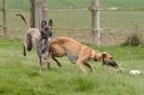 Image 57 in SUSSEX LONGDOGS ( SOME HURDLING ) 6 MAY 2012.